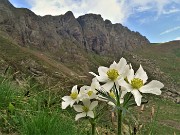 Fiori sui sentieri, stambecchi e anche ...nebbia alla Bocca di Trona-1giu22- FOTOGALLERY